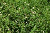 Trifolium hybridum