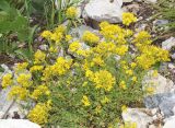 Hypericum scabrum