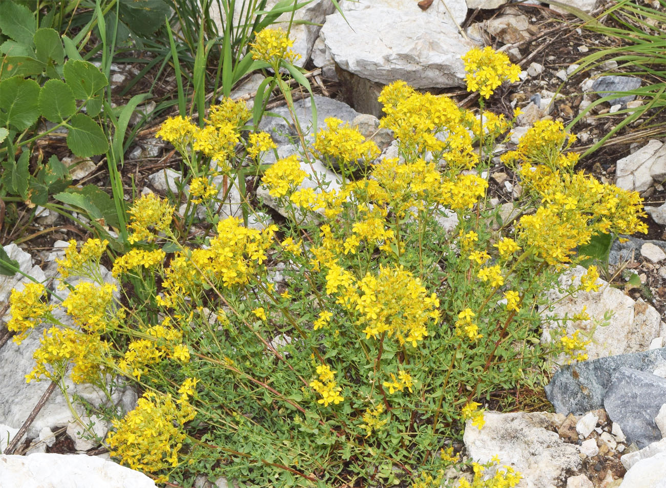 Image of Hypericum scabrum specimen.