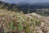 Minuartia euxina