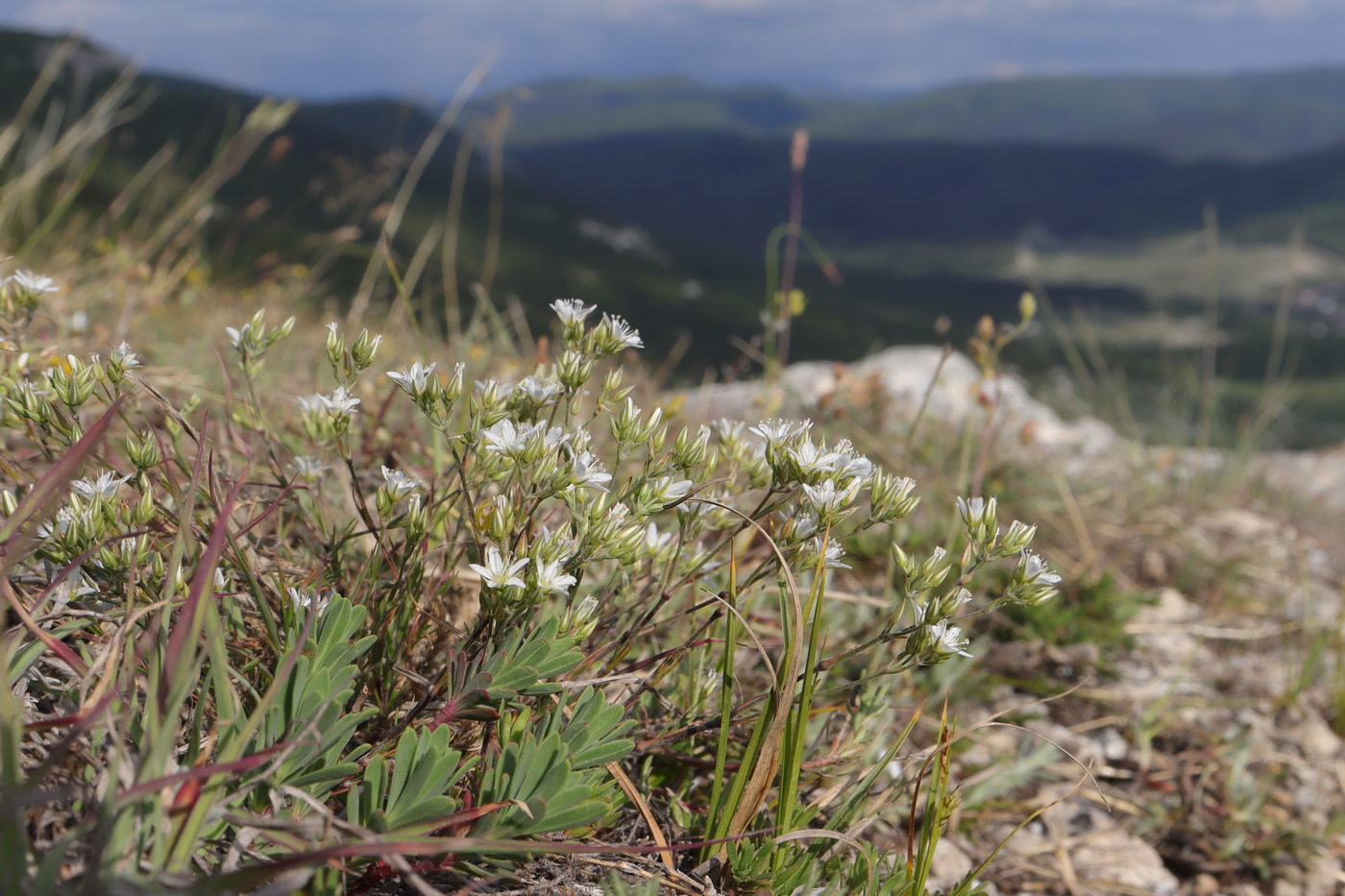 Image of Minuartia euxina specimen.