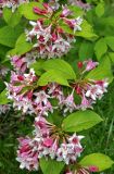 Weigela × wagneri