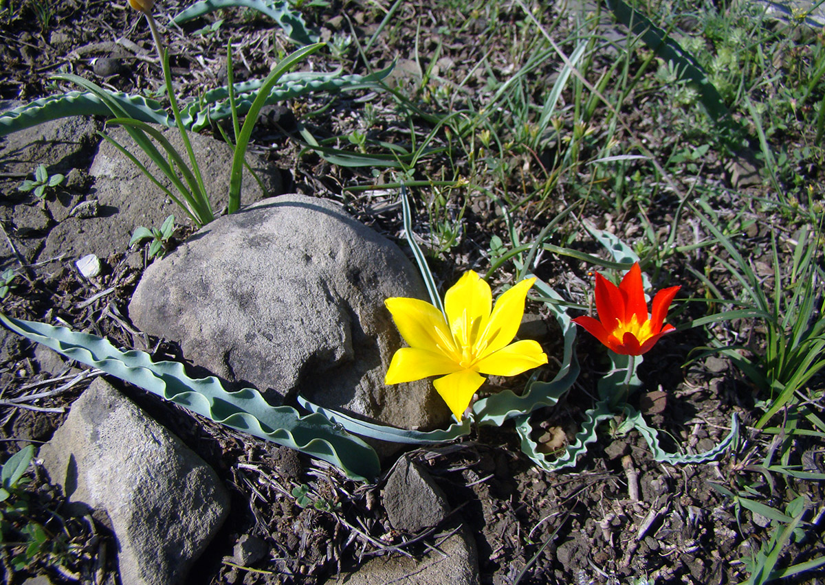 Image of Tulipa ferganica specimen.