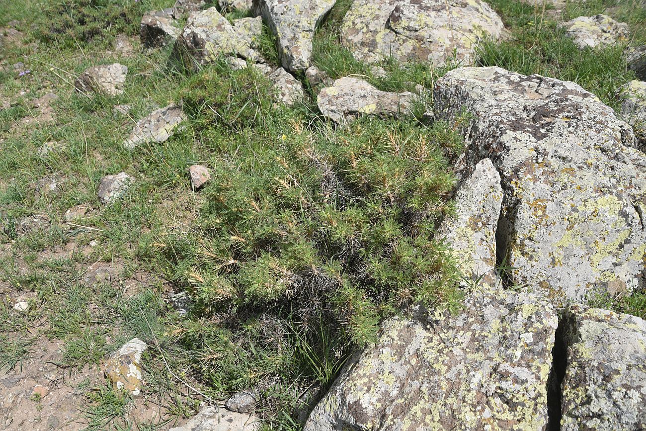 Изображение особи род Astragalus.