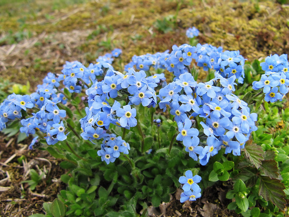 Изображение особи Eritrichium villosum.