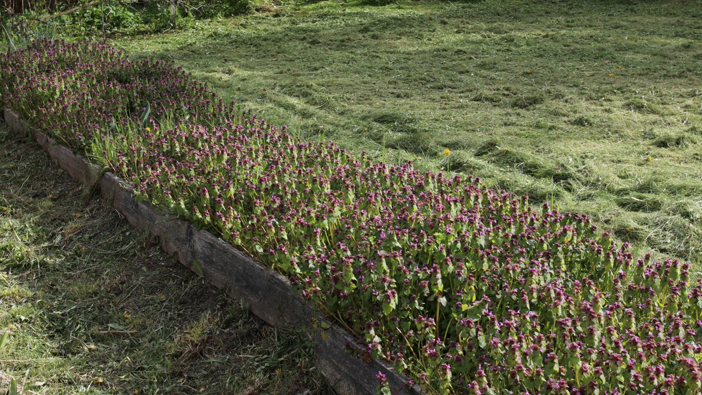 Image of Lamium purpureum specimen.