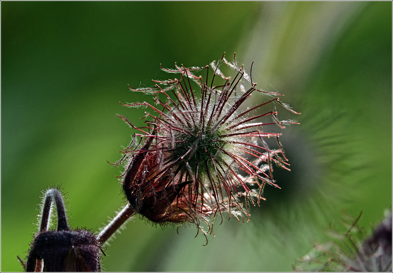 Image of Geum rivale specimen.