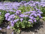Ageratum houstonianum. Цветущие растения. Краснодар, ул. Красная, Александровский бульвар, газон. 12.07.2025.