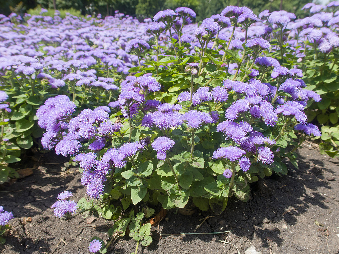 Image of Ageratum houstonianum specimen.
