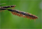 Carex acuta