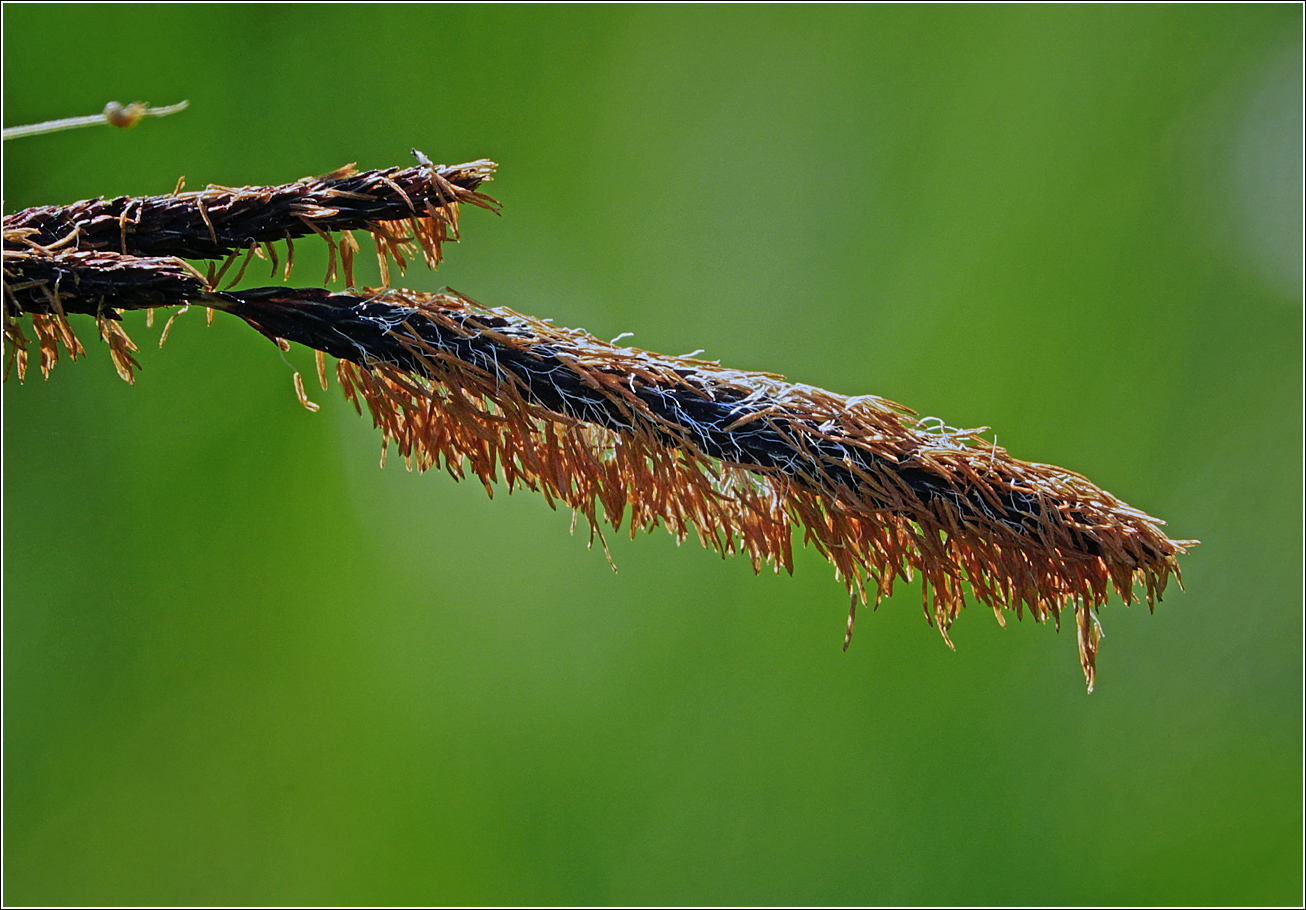 Изображение особи Carex acuta.