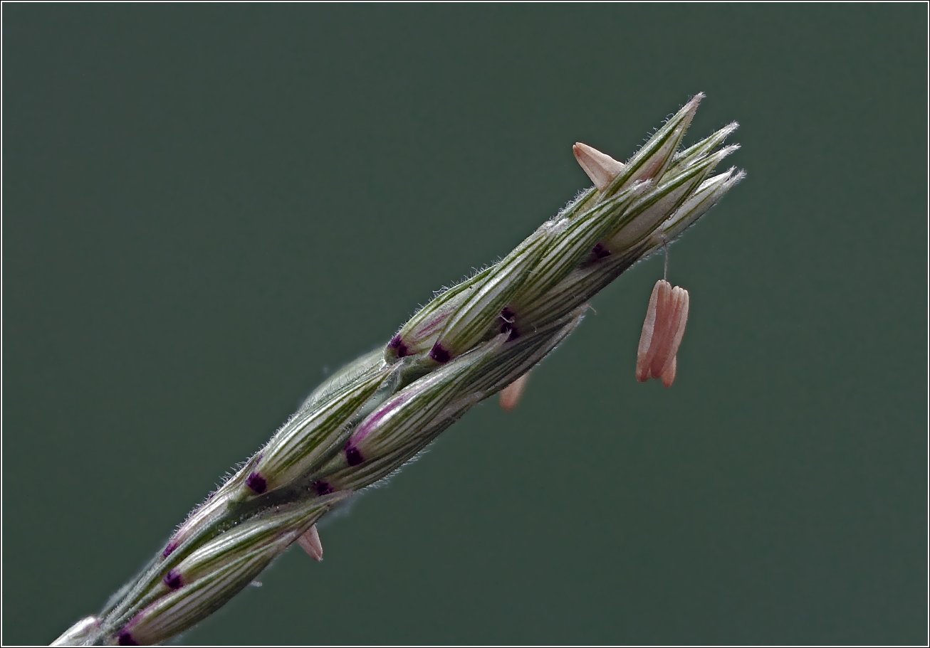 Image of Zea mays specimen.