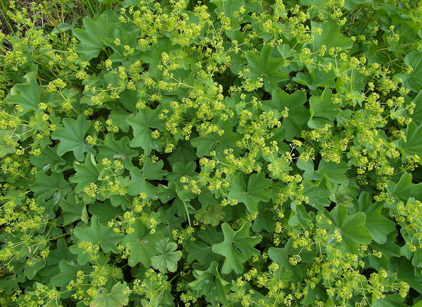 Изображение особи род Alchemilla.
