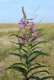 Chamaenerion angustifolium. Верхушка растения с соцветием с цветками, бутонами и муравьями. Ленинградская обл., Кингисеппский р-н, окр. дер. Выбье, песчаная равнина за береговым валом, псаммофильное сообщество с доминированием злаков. 13.07.2025.
