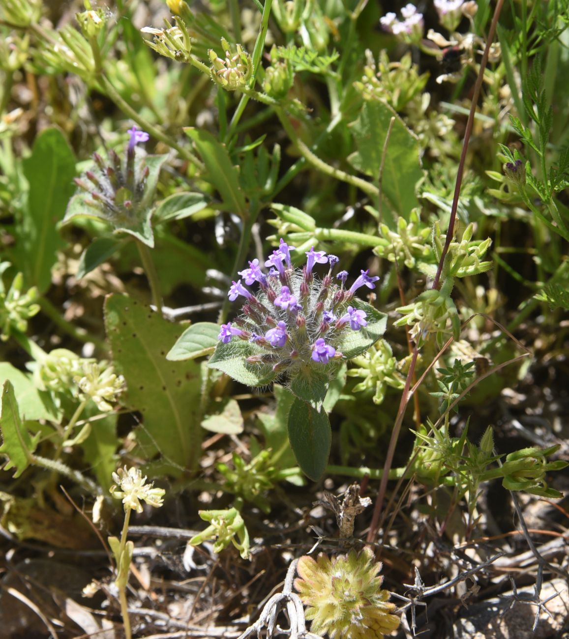 Image of Ziziphora capitata specimen.
