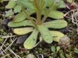 Myosotis cadmea