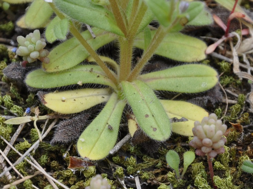 Image of Myosotis cadmea specimen.