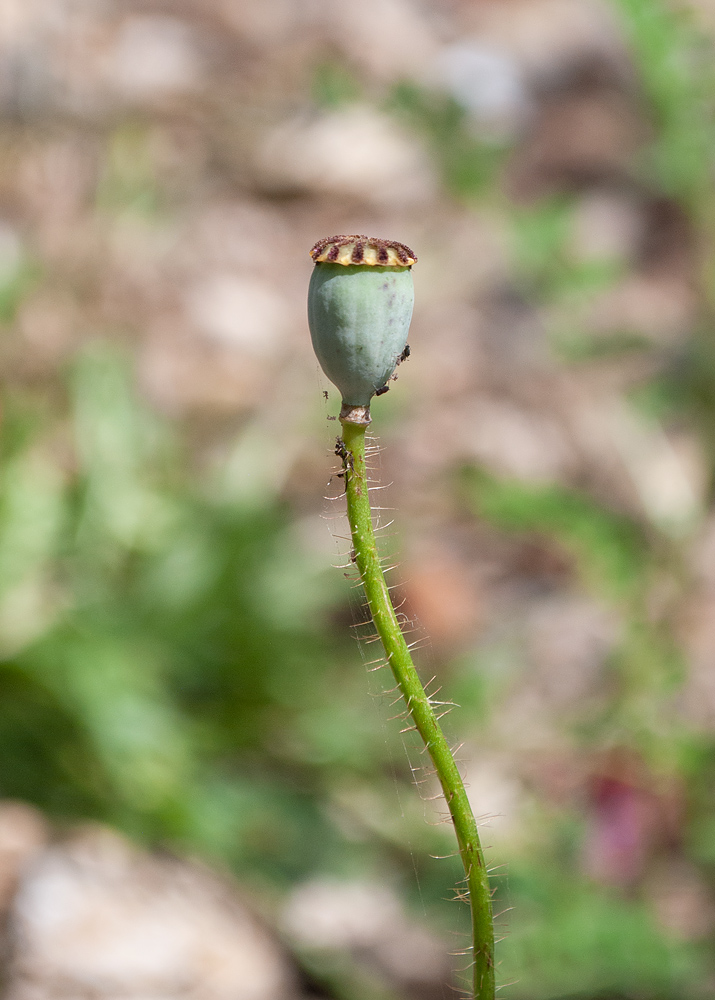 Image of Papaver rhoeas specimen.