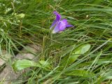 Campanula ciliata. Основание цветущего растения. Карачаево-Черкесия, Малокарачаевский р-н, гора Большой Бермамыт, скальная полка, ≈ 2590 м н.у.м., субальпийский луг. 25.07.2025.