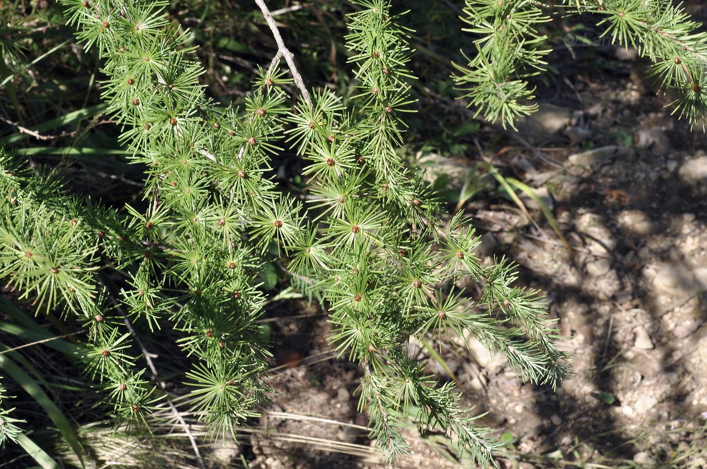 Image of genus Larix specimen.