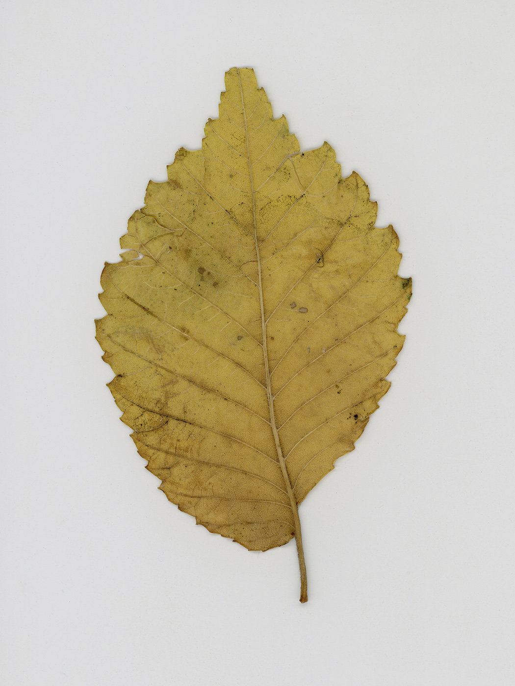 Изображение особи Ulmus pumila.