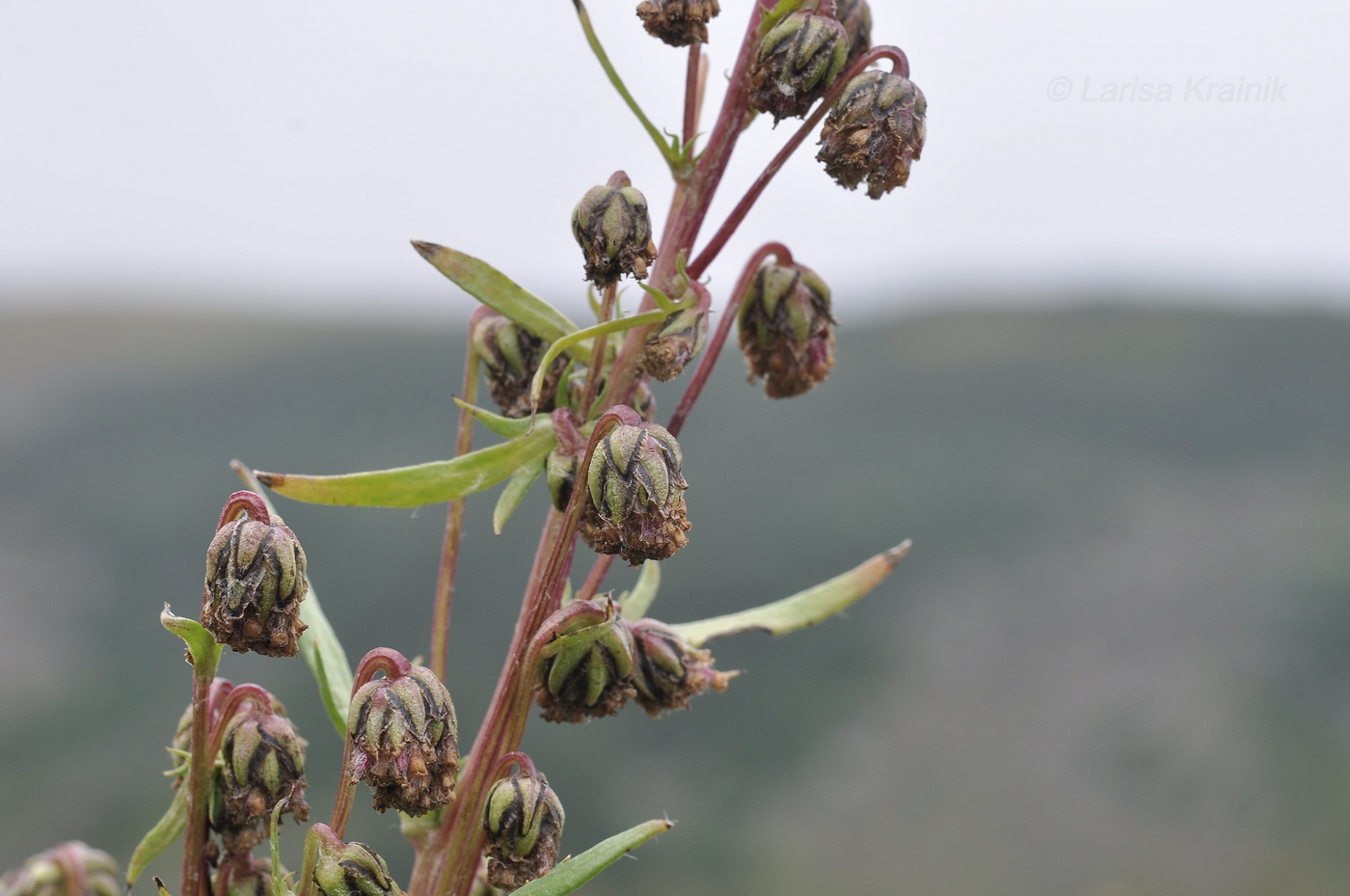 Image of Artemisia arctica specimen.
