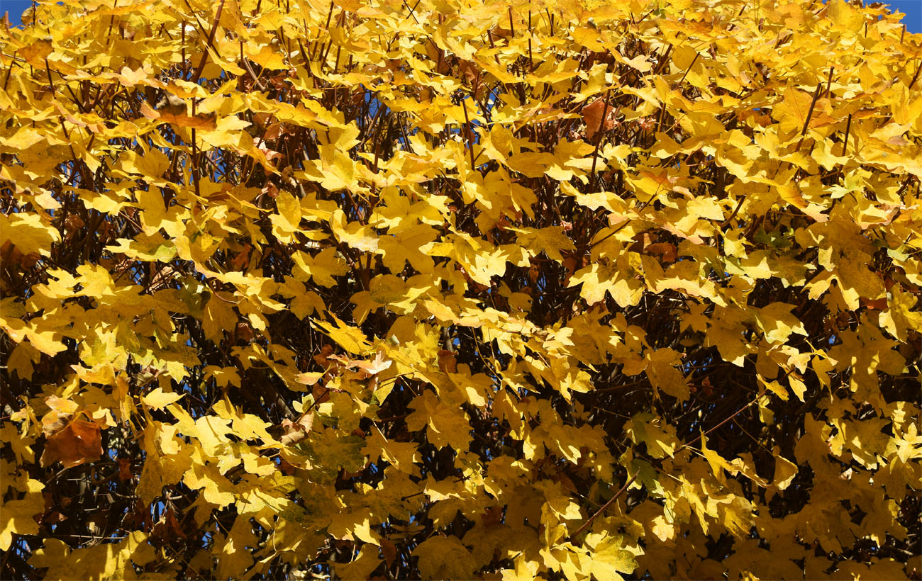 Изображение особи Acer campestre.