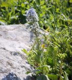 Veronica gentianoides. Верхушка цветущего растения. Абхазия, Гагрский р-н, 1800 м н.у.м., каменистый субальпийский луг. 12.06.2025.