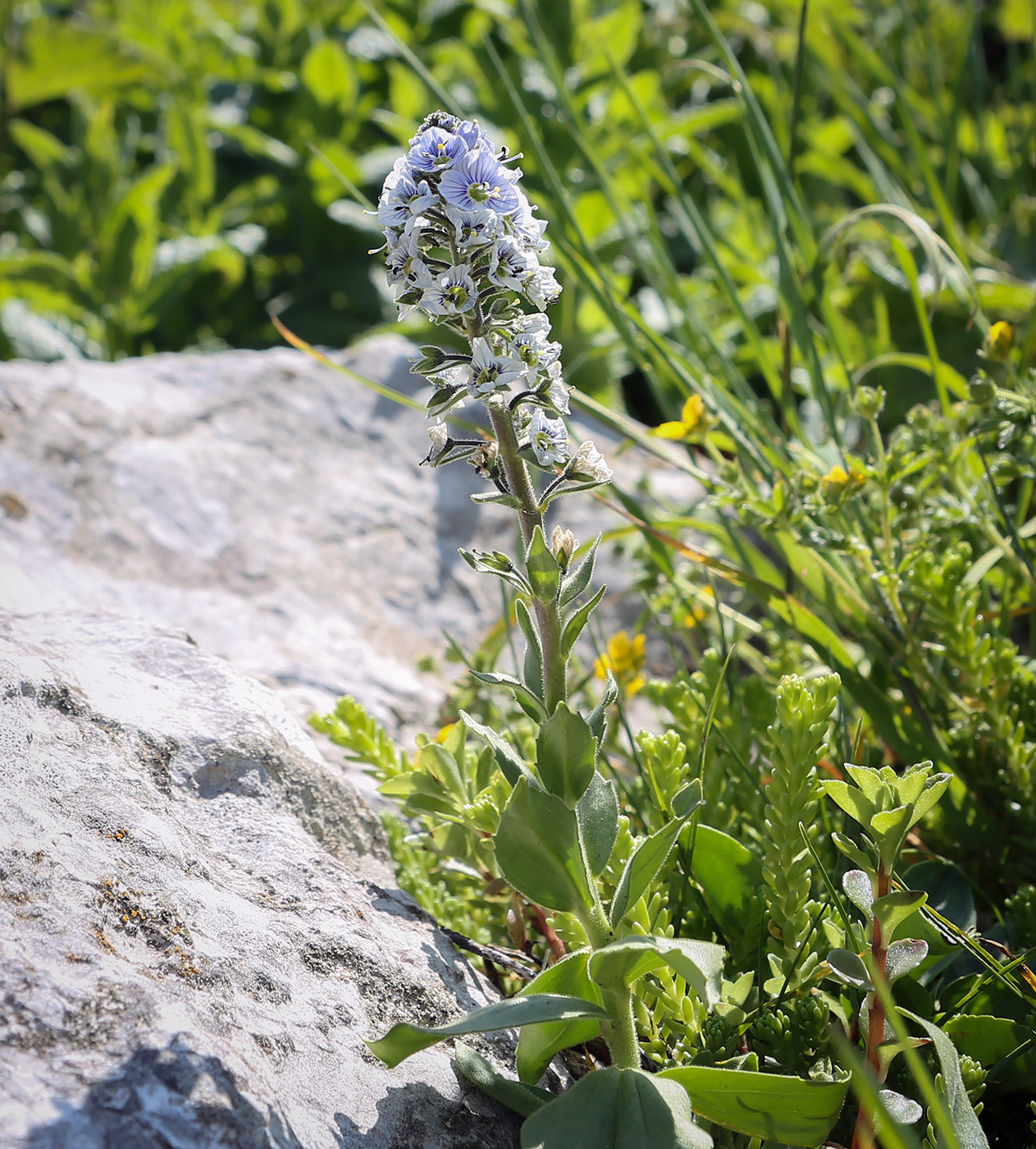 Изображение особи Veronica gentianoides.