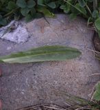 Primula auriculata. Лист. Турция, ил Хаккари, Кырыкдаг Яйла, 300 м от базового лагеря в сторону озера, выс. ок. 2570 м н.у.м., берег р. у воды. 24 мая 2025 г.