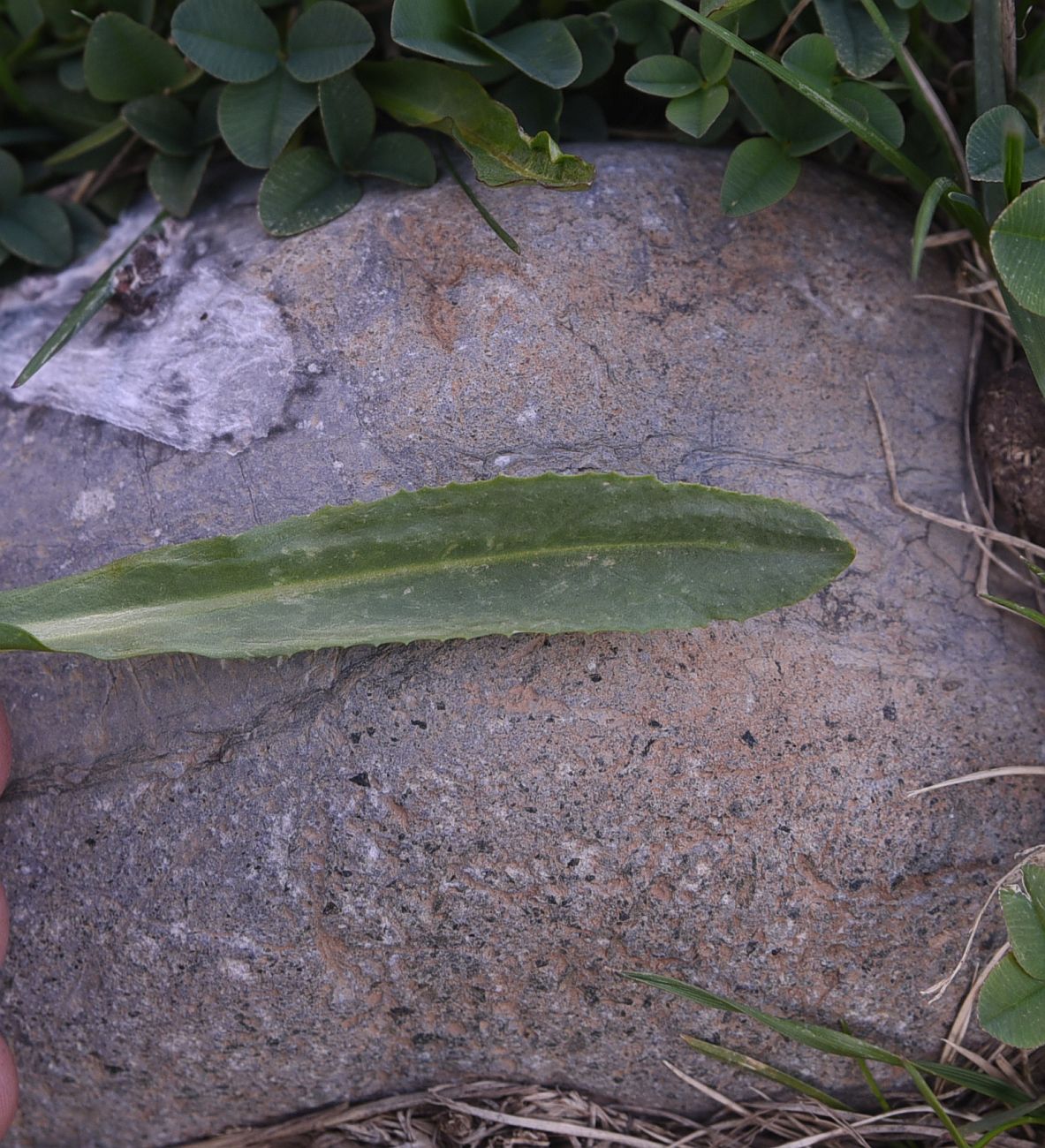 Изображение особи Primula auriculata.