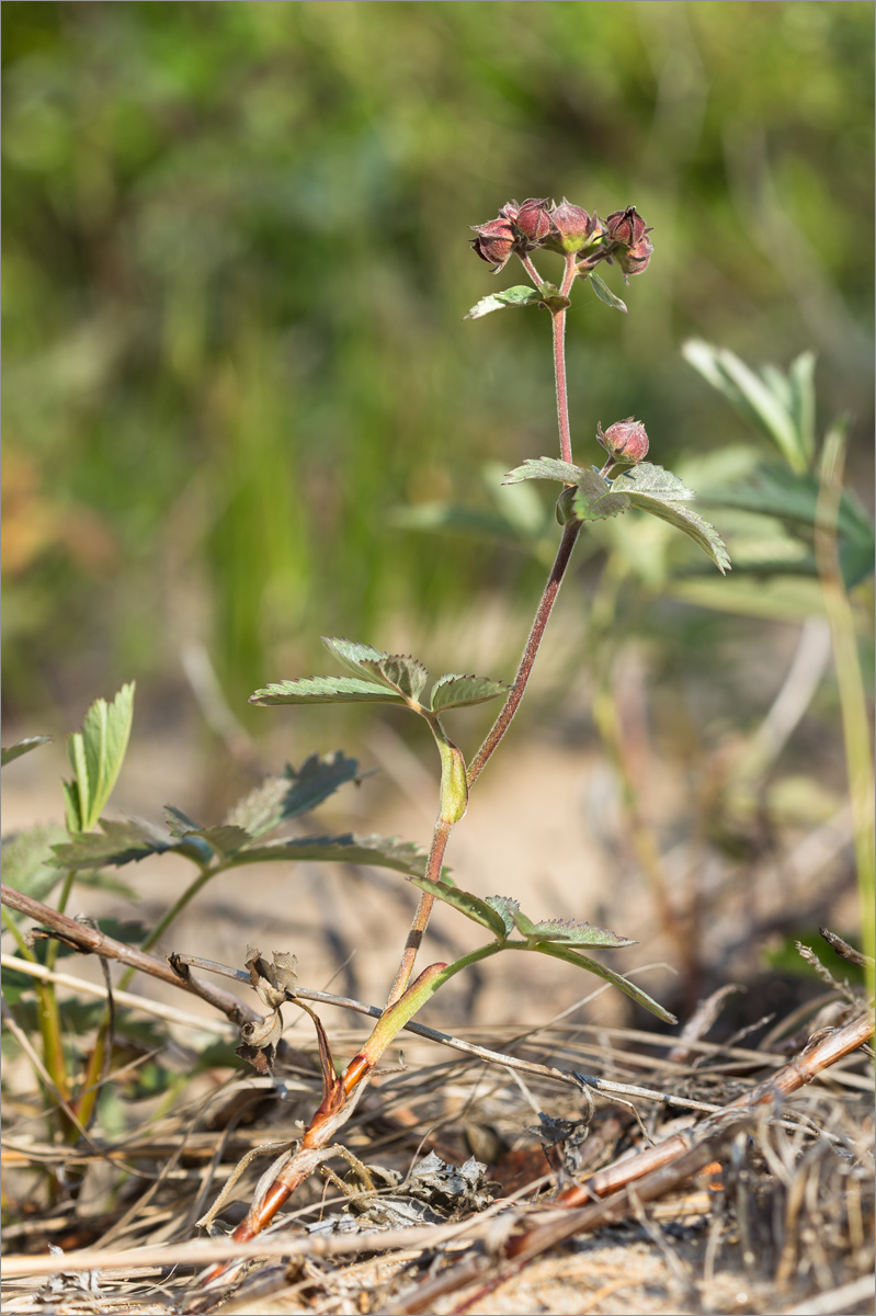 Изображение особи Comarum palustre.