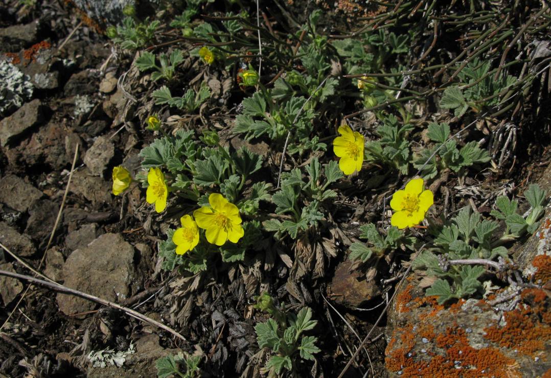 Image of Potentilla acaulis specimen.