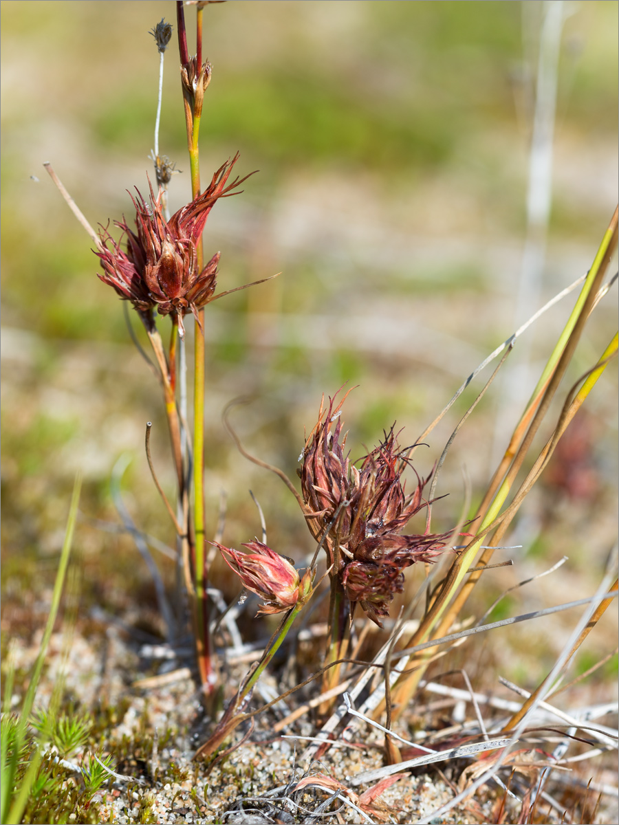Изображение особи Juncus alpino-articulatus.