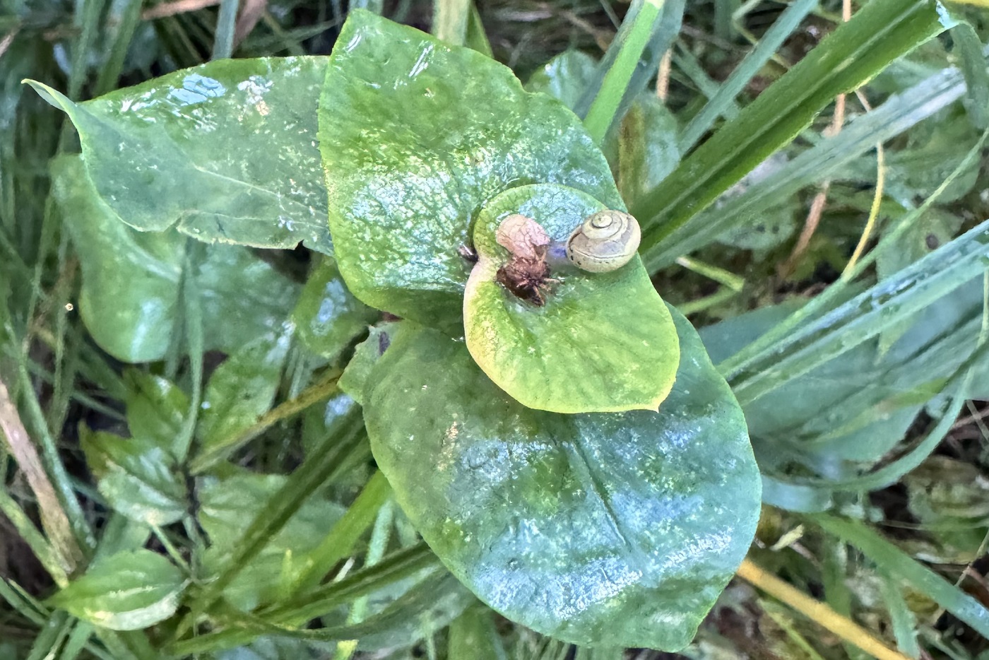 Image of Unknown species specimen.