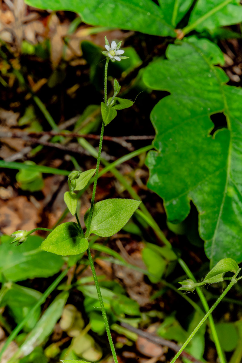 Изображение особи Moehringia trinervia.