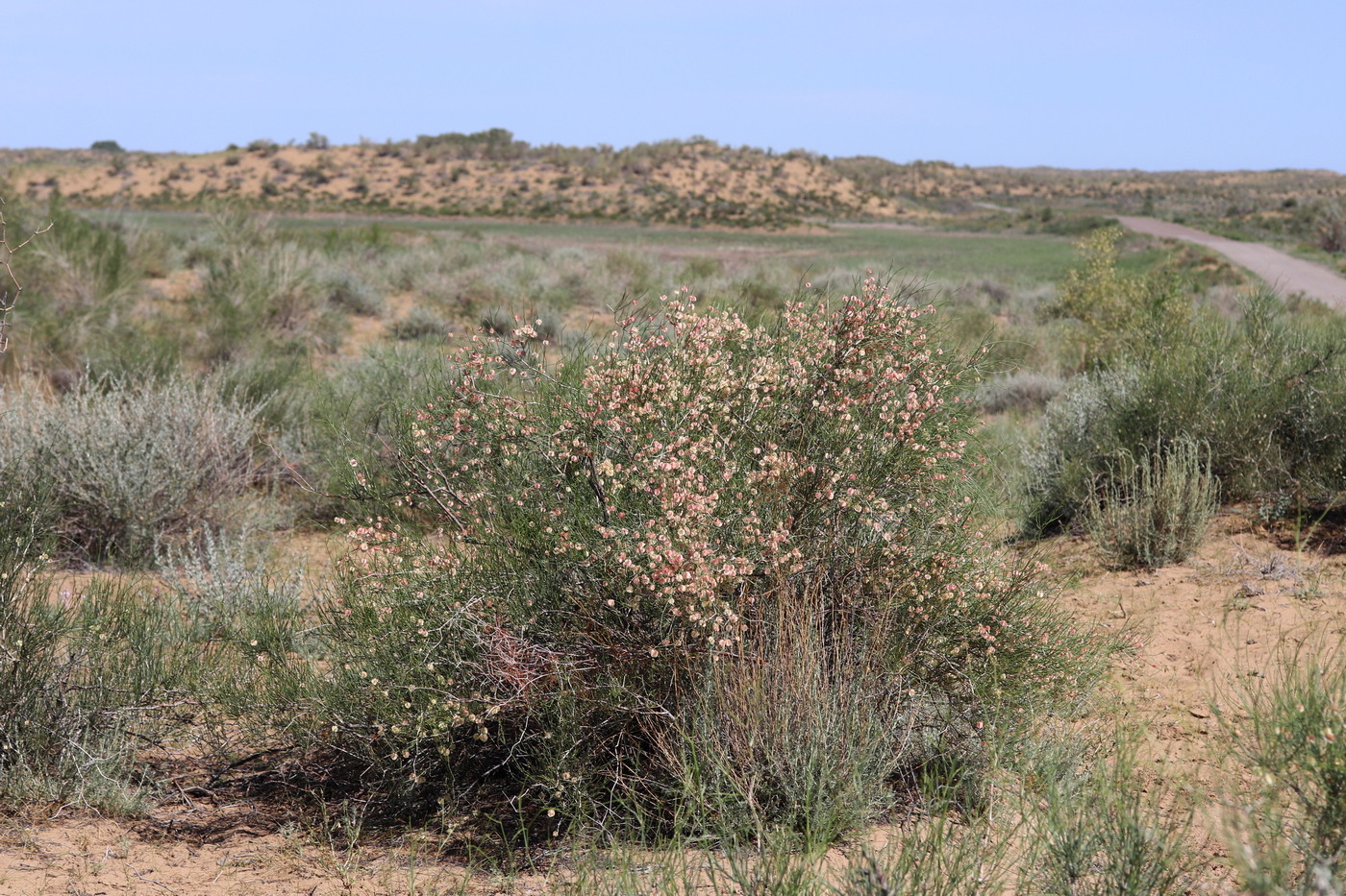 Изображение особи Calligonum leucocladum.