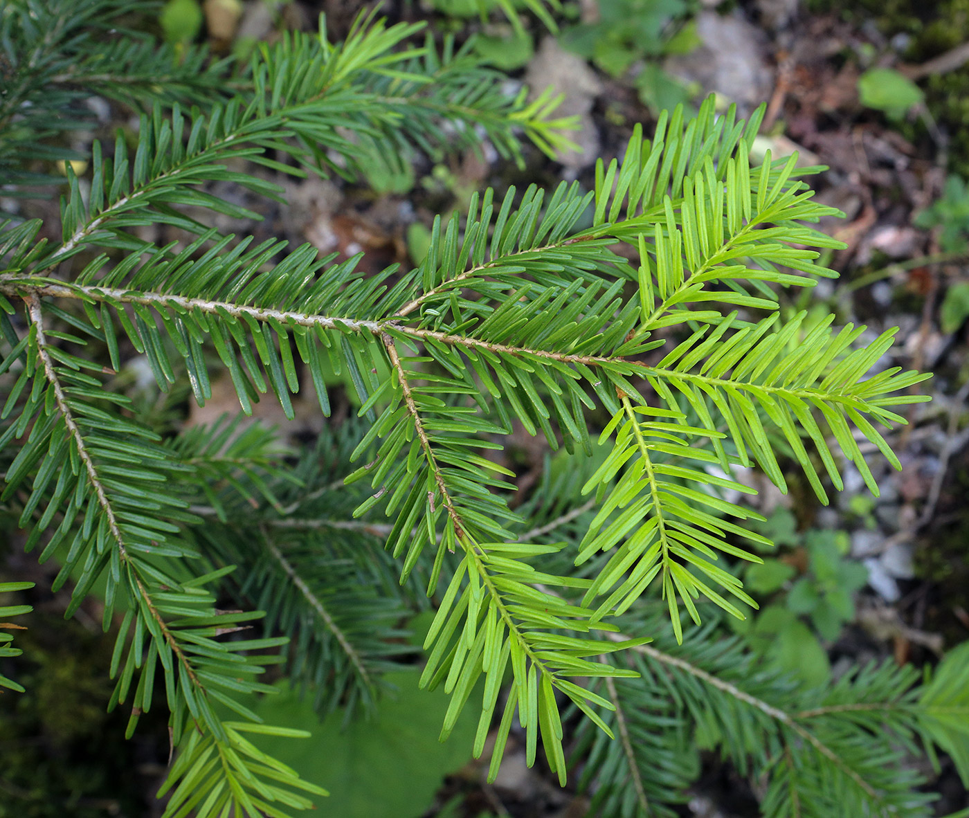 Image of Abies nordmanniana specimen.