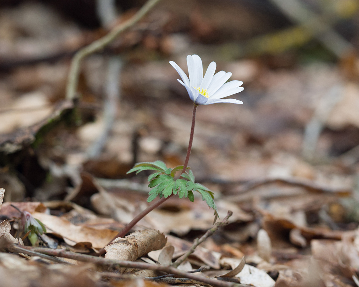 Изображение особи Anemone banketovii.