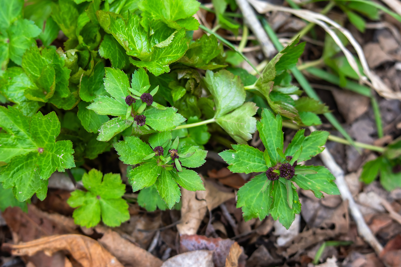 Image of Sanicula rubriflora specimen.