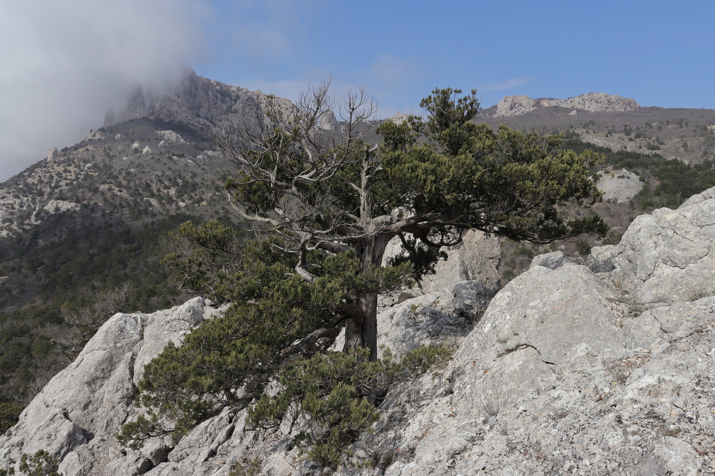 Изображение особи Juniperus excelsa.