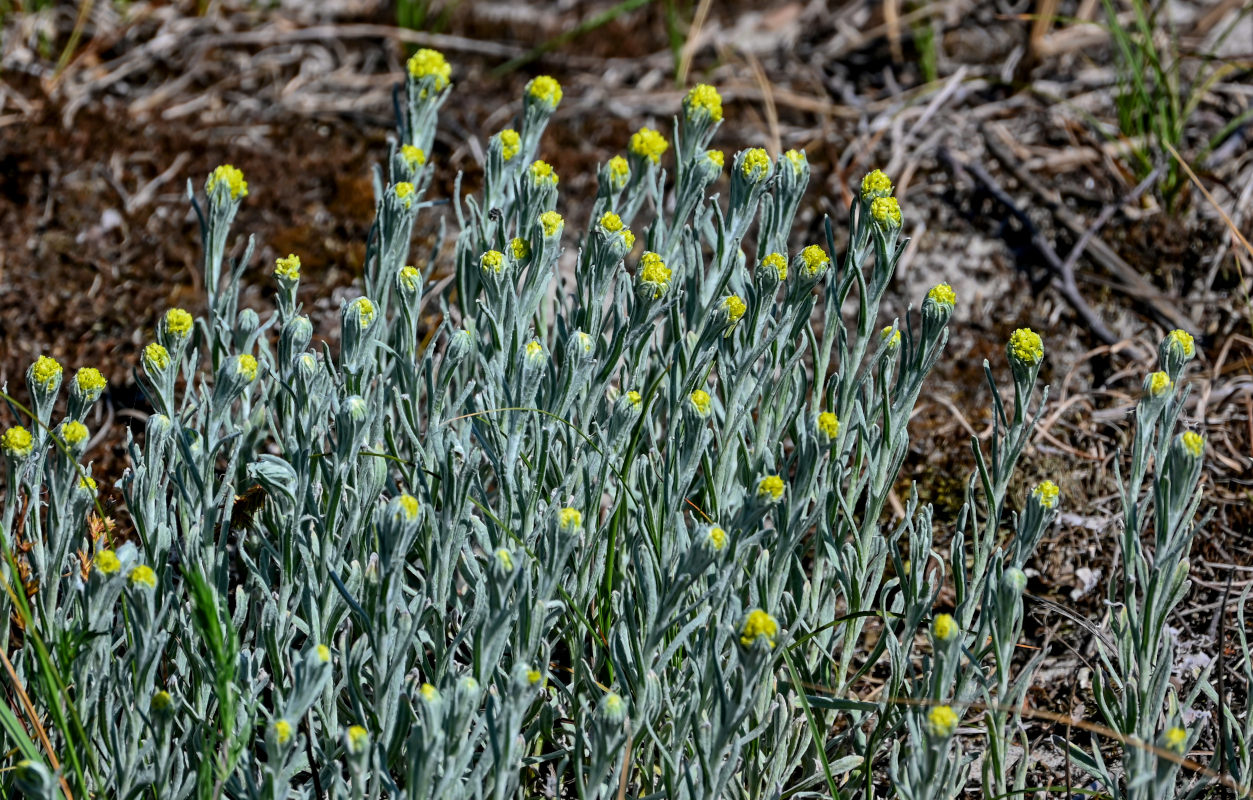 Изображение особи Helichrysum arenarium.