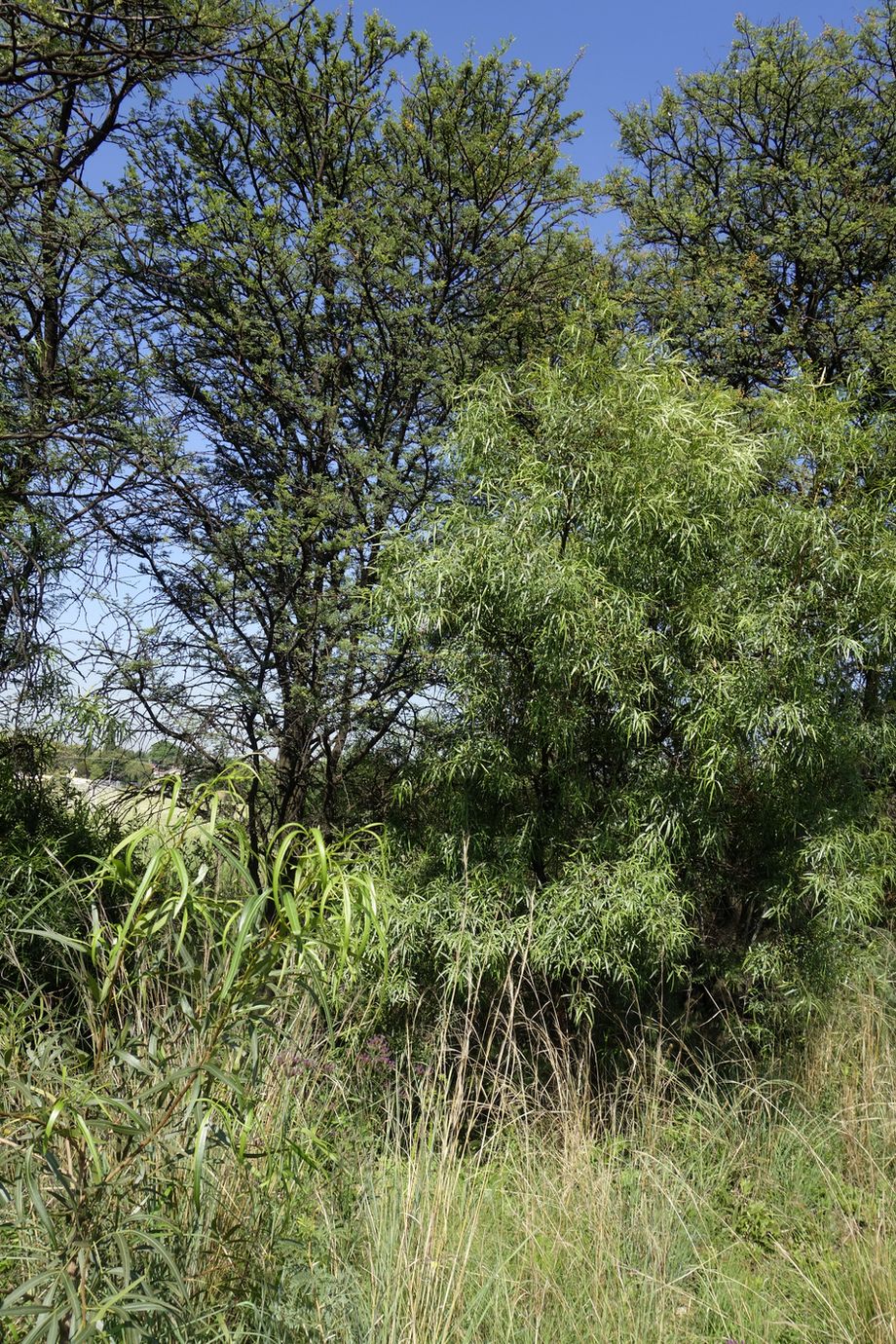 Image of Searsia lancea specimen.