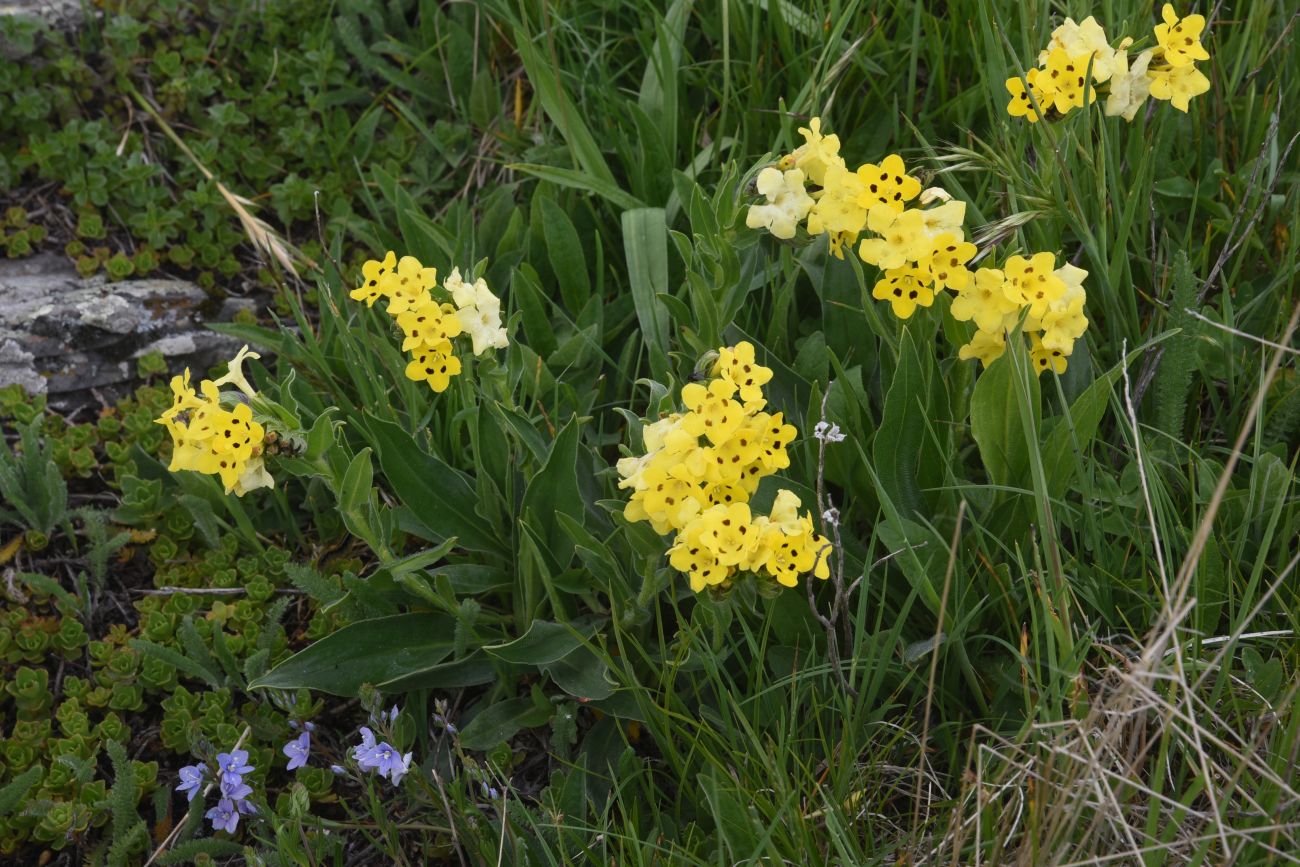 Image of Huynhia pulchra specimen.