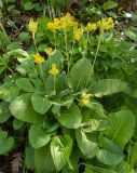 Primula macrocalyx. Цветущие растения. Крым, Кировский р-н, Агармышский лес, влажный тенистый склон с сочащейся из грунта водой, возле грунтовой дороги. 03.05.2025.