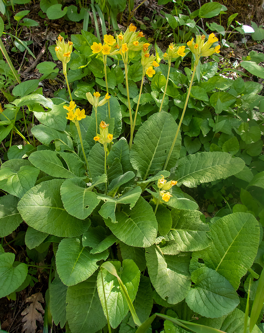 Изображение особи Primula macrocalyx.