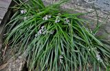 Ophiopogon japonicus. Цветущее растение. Китай, пров. Цзянсу, г. Сучжоу, в культуре. 27.05.2025.