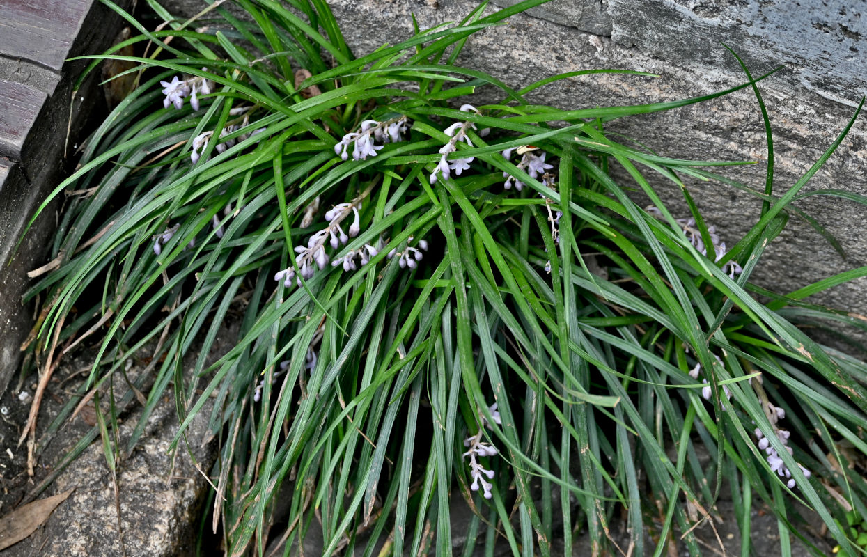 Image of Ophiopogon japonicus specimen.