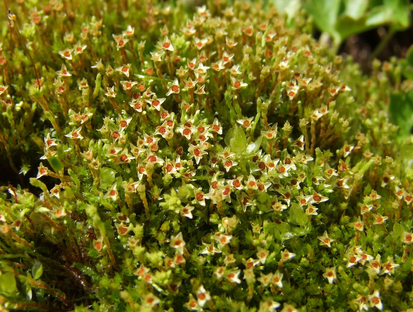 Image of Philonotis fontana specimen.