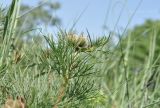 View full-size image Paeonia tenuifolia